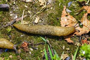 Limacus flavus - crawling yellow slug in the garden photo