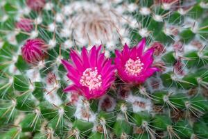 Mammillaria cactus blooming with pink flowers, botanical garden in Odessa photo