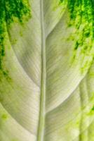 Dumb cane or leopard lily Dieffenbachia sp. - Close-up of a plant leaf from the collection of a botanical garden photo