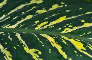 Dumb cane or leopard lily Dieffenbachia sp. - Close-up of a plant leaf from the collection of a botanical garden photo