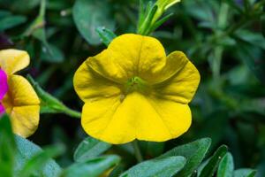 Calibrachoa sp. - plant with yellow flowers in a botanical garden, Odessa photo