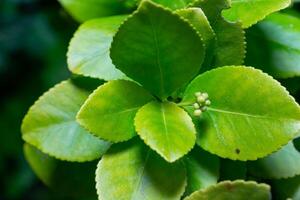 Euonymus sp. - flower buds growing among green leaves in a botanical garden collection in Odessa, Ukraine photo