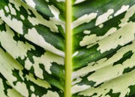 Dumb cane or leopard lily Dieffenbachia sp. - Close-up of a plant leaf from the collection of a botanical garden photo