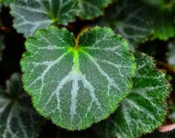 Saxifraga Stolonifera - Close-up of a plant leaf from the collection of a botanical garden, photo