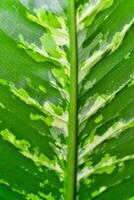 Dumb cane or leopard lily Dieffenbachia sp. - Close-up of a plant leaf from the collection of a botanical garden photo