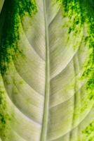 Dumb cane or leopard lily Dieffenbachia sp. - Close-up of a plant leaf from the collection of a botanical garden photo
