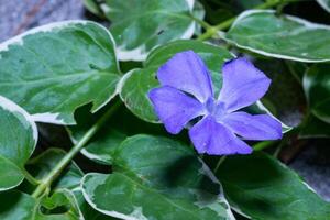 Vinca, creeping semi-shrub blooming with blue flowers photo
