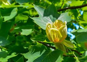 Liriodendron tulipifera - Yellow flowers on a background of green leaves photo