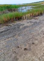 Blooming steppe coastal vegetation and cracked clay near coastal puddles on the bank of the Tiligul Estuary photo