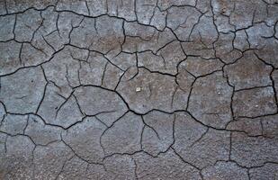 Dry cracked green with traces of white salt on the shore of a natural reservoir, Ukraine. photo
