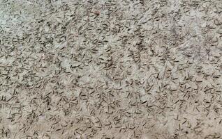 Traces of near-water birds on the muddy shore at low tide in the Tiligul Estuary photo