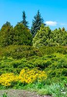 Flower bed with different types of plants against the background of coniferous trees in spring in a botanical garden photo