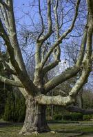 200 year old plane tree in a public garden in early spring, Ukraine photo
