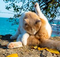 A domestic ginger cat with a white neck and white paws licks its fur in the sun during photo