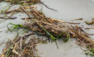 Consequences of the Accident at the Kakhovka power plant, pollution of the beaches of Odessa with garbage and plant remains brought by water photo