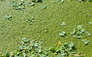 Tropical Pistia in a lake completely overgrown with duckweed and Wolffia in Odessa photo
