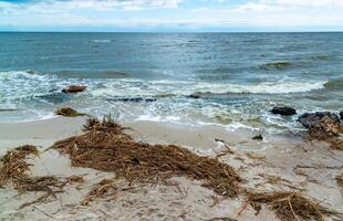 Consequences of the Accident at the Kakhovka power plant, pollution of the beaches of Odessa with garbage and plant remains brought by water photo