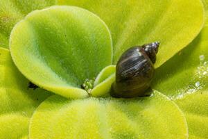 Invasive species Gastropods Physa acuta in a lake on a leaf of the invader Pistia photo