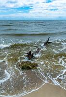 Consequences of the Accident at the Kakhovka power plant, pollution of the beaches of Odessa with garbage and plant remains brought by water photo