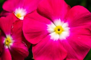 Catharanthus roseus - close-up of flowers of a plant with red petals photo