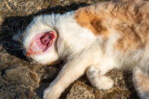 Domestic ginger cat with a white neck and paws yawns in his sleep photo