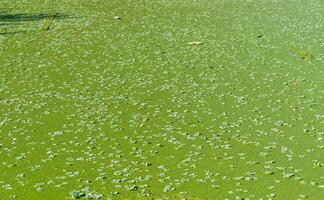 Tropical Pistia in a lake completely overgrown with duckweed and Wolffia in Odessa photo