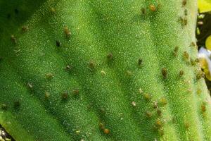 Small green aphid on the leaf of an aquatic plant Pistia stratiotes photo