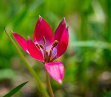Bright red miniature blooming tulips with narrow leaves photo