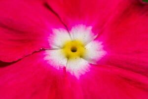 Catharanthus roseus - close-up of flowers of a plant with red petals photo