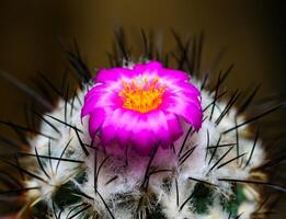 Mammillaria sp., close-up of a cactus blooming with pink flowers in spring photo