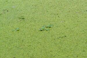 Tropical Pistia in a lake completely overgrown with duckweed and Wolffia in Odessa photo
