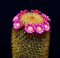Mammillaria sp., close-up of a cactus blooming with pink flowers in spring photo