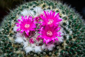 Mammillaria sp., close-up of a cactus blooming with pink flowers in spring photo