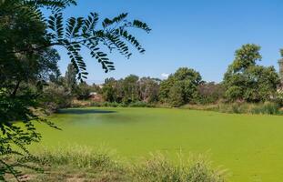 The water surface of a dirty lake is covered with floating plants Wolffia arrhiza and Lemna turionifera photo