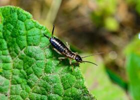 European earwig Forficula auricularia - insect on a background of green leaves photo