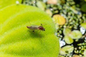 A mosquito sits on a leaf of the invasive species Pistia stratiotes photo