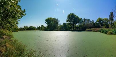 The water surface of a dirty lake is covered with floating plants Wolffia arrhiza and Lemna turionifera photo