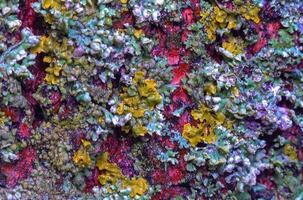 Lichens overgrown tree trunk, symbiosis of fungus and algae, indicator species photo