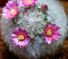 Mammillaria sp., close-up of a cactus blooming with pink flowers in spring photo