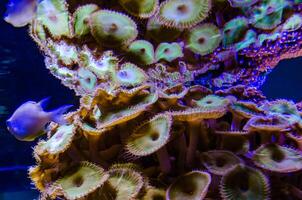 Colorful button corals swaying under the sea water, GREEN WHITE STRIPED POLYP Zoanthus photo