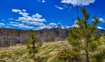 montaña vegetación en el cubierto de nieve Pendiente de el lucios pico montañas, Colorado, nosotros foto