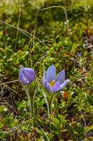 floración azafrán en el primavera en un cubierto de nieve picos de montaña pico montaña, Colorado, nosotros foto