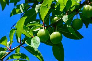 Plum branch with green fruits against a background of blue sky photo