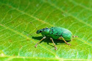Polydrusus formosus - green shiny beetle weevil on a green leaf photo