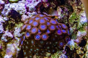 Colorful button corals swaying under the sea water, GREEN WHITE STRIPED POLYP Zoanthus photo