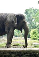 Cute elephant face from side view with trunk nose in outdoor botanical environment background. photo