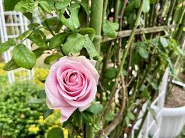 Beautiful light pink colored rose flower petal texture isolated on horizontal ratio green eco park environment background. photo
