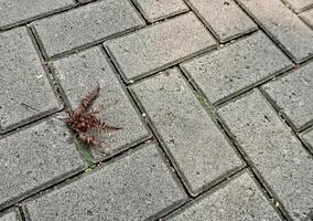 Brown fallen down dry leaf isolated on gray brick ground flooring horizontal background. photo