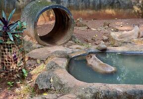 Capybara large rodent animals in small stone pool water isolated on horizontal zoo habitat environment background. photo