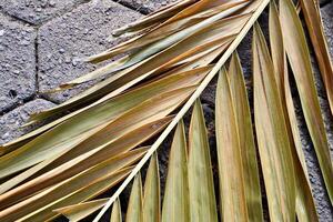 Close up dry yellow long palm leaf texture on hexagonal brick stone ground flooring horizontal background. photo